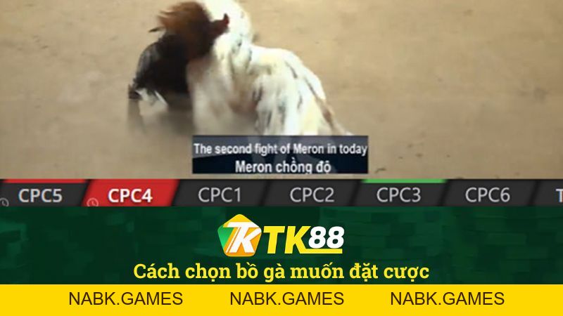 Đá Gà TK88 – Trực Tiếp Đá Gà Thomo Uy Tín #1 - nabk.games