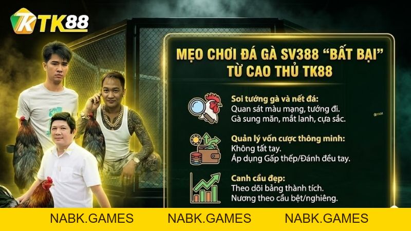 SV388 - Sảnh Đá Gà Trực Tiếp Đẳng Cấp Tại Nhà Cái TK88 [Link 2026] - nabk.games